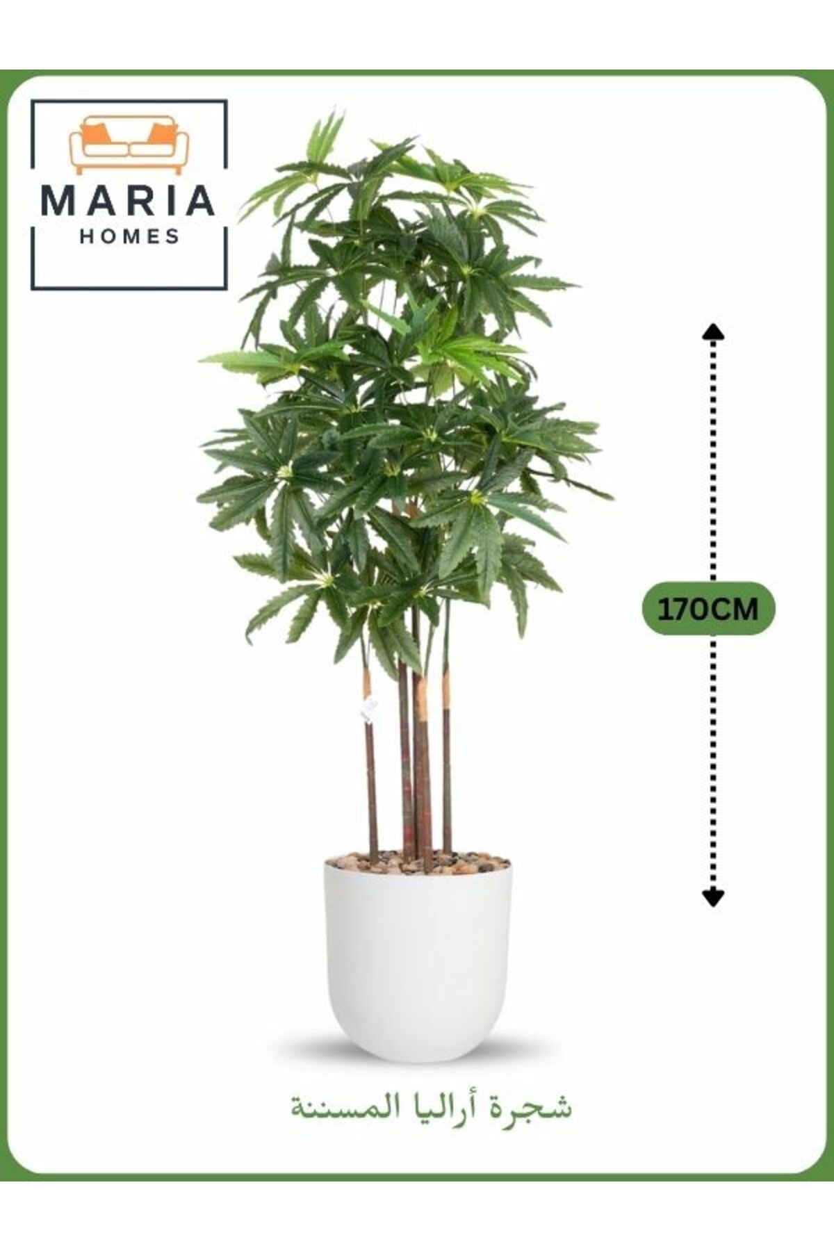 Artificial Aralia Tree 170 cm Ð 5 Branches in White Plastic Pot