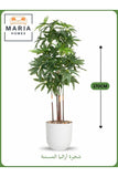 Artificial Aralia Tree 170 cm Ð 5 Branches in White Plastic Pot