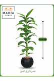 Artificial Banana Leaf Tree 200 cm Ð Tall Faux Plant with Black Pot