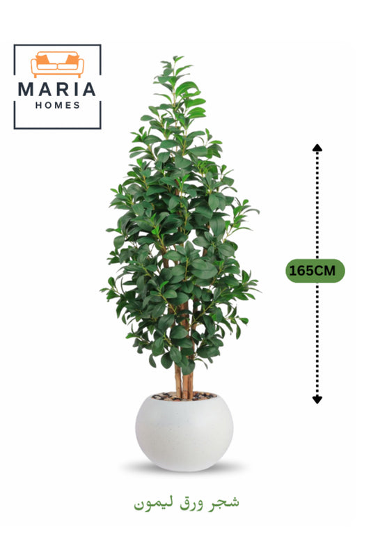 Artificial Lemon Leaf Tree 165 cm Ð Green Foliage in Round Off-White Plastic Pot for home decor