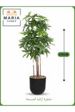 Artificial Aralia Tree 170 cm Ð 5 Branches in Black Plastic Pot